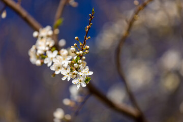 Blooming spring flowers on the tree branch. White small flowers with yellow. Blooming tree in early spring in march. Plums, apples, apricot, cherry and other blooming trees