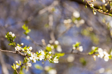 Blooming spring flowers on the tree branch. White small flowers with yellow. Blooming tree in early spring in march. Plums, apples, apricot, cherry and other blooming trees