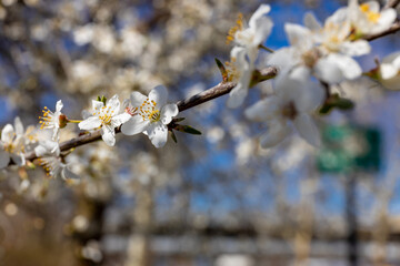 Blooming spring flowers on the tree branch. White small flowers with yellow. Blooming tree in early spring in march. Plums, apples, apricot, cherry and other blooming trees