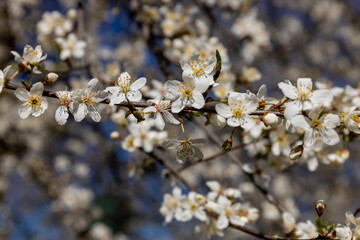 Blooming spring flowers on the tree branch. White small flowers with yellow. Blooming tree in early spring in march. Plums, apples, apricot, cherry and other blooming trees