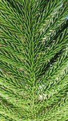 Photo of spruce leaves nature