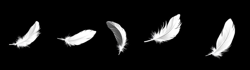 Feathery Flight Against Black