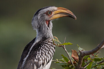 Southern yellow billed hornbill close up