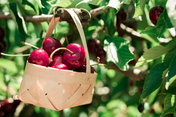 Ripe juicy cherry berry in wicker basket on tree in cherry garden