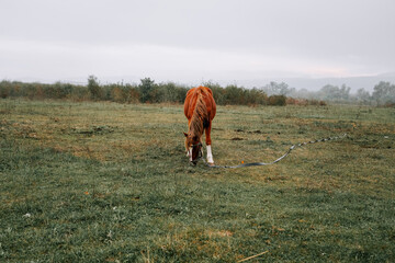 Brown horse grazing in a misty field at dawn in rural landscape