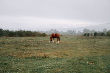 Horse grazing in a foggy field at dawn with muted landscape