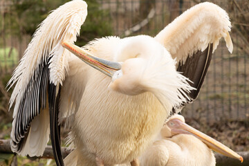 Pelicans, one of which spreads its wing and cleans its feathers with its long beak. It has a fluffy crest, light color with black wingtips. Background from the natural environment.
