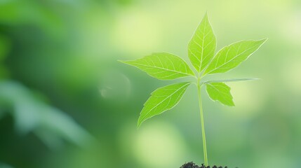 A fresh green plant sprouting from soil, symbolizing growth and renewal against a soft blurred background, Green Technology.
