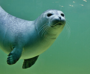 Curious diving seal underwater in shimmering green water, gazing directly at the viewer with wide...