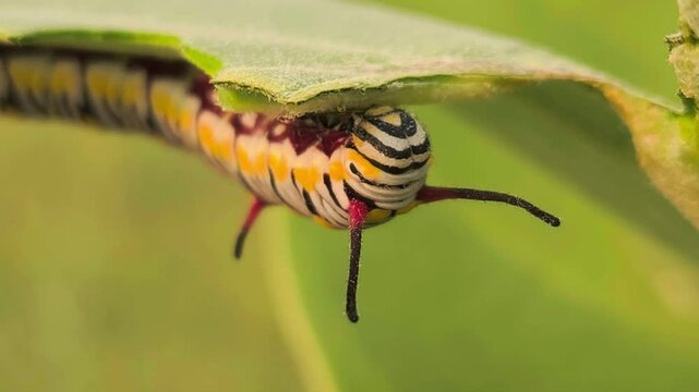 Macro footage of a caterpillar is munching on a leaf.