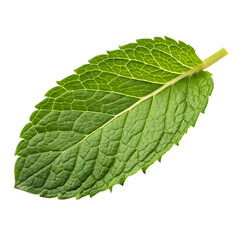 Obraz premium Fresh Peppermint Leaf PNG
