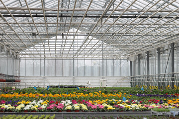 A bright and flourishing greenhouse in spring, filled with vibrant blooming flowers. Sunlight streams through the glass, creating a warm and inviting atmosphere. A perfect image for gardening blogs