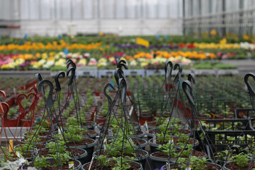 A bright and flourishing greenhouse in spring, filled with vibrant blooming flowers. Sunlight streams through the glass, creating a warm and inviting atmosphere. A perfect image for gardening blogs