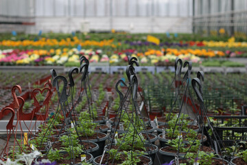 A bright and flourishing greenhouse in spring, filled with vibrant blooming flowers. Sunlight streams through the glass, creating a warm and inviting atmosphere. A perfect image for gardening blogs