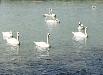 A flock of swans is swimming in a pond