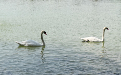 A flock of swans is swimming in a pond