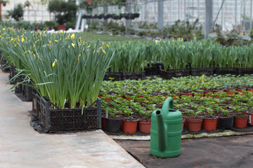 A bright and flourishing greenhouse in spring, filled with vibrant blooming flowers. Sunlight streams through the glass, creating a warm and inviting atmosphere. A perfect image for gardening blogs