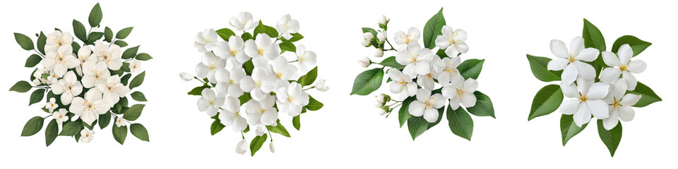 Fototapeta premium A beautiful arrangement of delicate white jasmine flowers in full bloom surrounded by fresh green leaves against a natural background