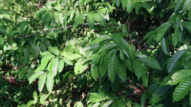 wild Robusta Arabica coffee plant leafs in a jungle in java indonesia