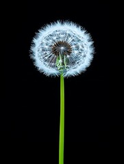 Dandelion Seedhead Close-up