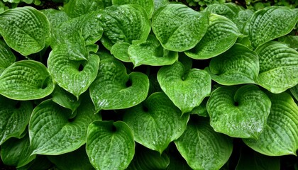 Fototapeta premium Lush Green Hosta Leaves, A Vibrant Groundcover for Shade Gardens Conceptual Gardening Image