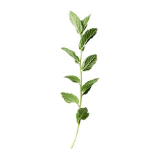 Single Stem with Multiple Green Leaves PNG &ndash; Botanical Illustration Featuring Thin Brown Stem and Alternating Leaf Arrangement