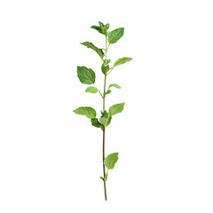 Single Stem with Multiple Green Leaves PNG &ndash; Botanical Illustration Featuring Thin Brown Stem and Alternating Leaf Arrangement