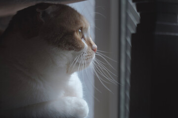 窓辺の猫