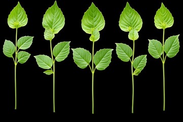 Fresh Green Shoots Against Black