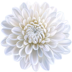 Fototapeta premium Stunning White Chrysanthemum Flower Close-up Macro Photography