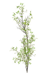 Obraz premium tree isolated on white background