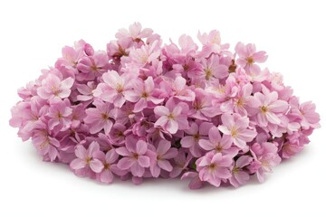 Fototapeta premium Pink cherry blossoms in full bloom create a vibrant display of spring beauty in a floral arrangement