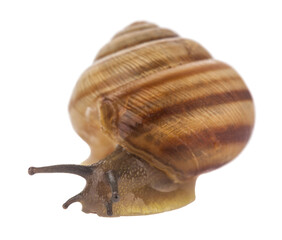 Snail isolated on white background.
