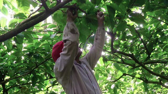 Man harvest of red ripe coffee bean robusta  arabica in organic farm in  java indonesia