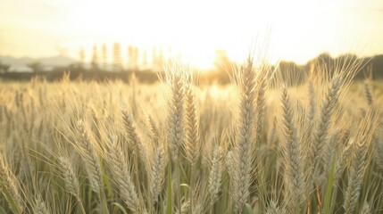 Naklejka premium Golden Wheat Field Sunset Rural Landscape Agriculture Harvest Nature Photography