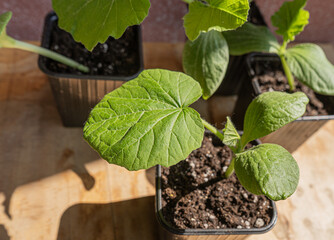 Growing seedlings of zucchini in pots with organic soil.