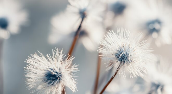 Close-up of white dandelion seed heads in soft focus