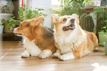 Two adorable and fluffy corgi dogs peacefully lying side by side on a warm wooden floor indoors.