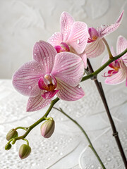 Naklejka premium Pink Orchid Blossoms with Water Droplets.
