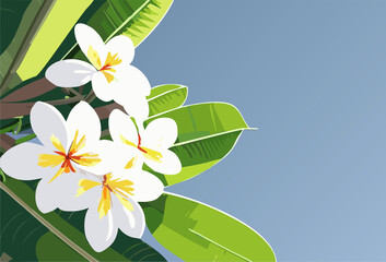 White frangipani flowers under blue sky.