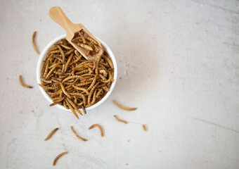 edible mealworms in a wooden spoon and an insect in a bowl on a gray granite table. Tenebrio molitor larvae as protein