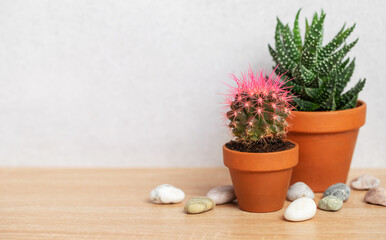 Pink cactus and succulent plants resting on wooden table