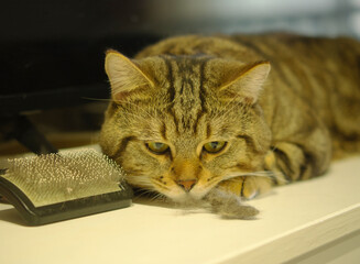cat hair brush,Cat with a pile of fur and a brush for collecting fur