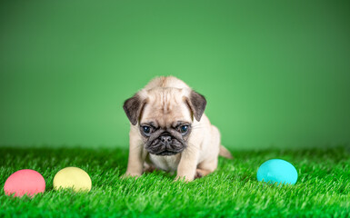 pug puppy next to Easter colored colored eggs on a green background and artificial grass