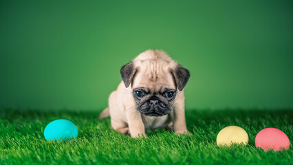 pug puppy next to Easter colored colored eggs on a green background and artificial grass