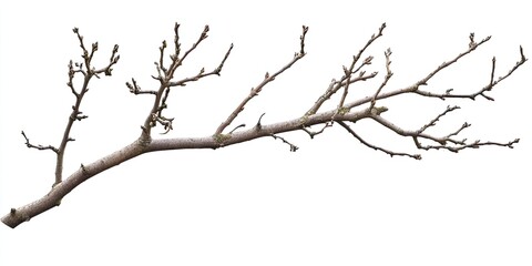 Bare Twig Branch