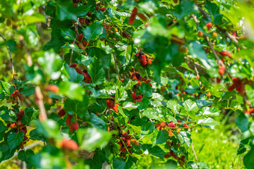 The red fruit of the Mulberry tree (Morus alba Linn.), also known as the White Mulberry, in the backyard.