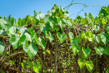 Tinospora crispa (Borapet is the Thai name) is a climbing vine classified as a softwood plant and is considered a medicinal herb. It is also known for its very bitter taste.