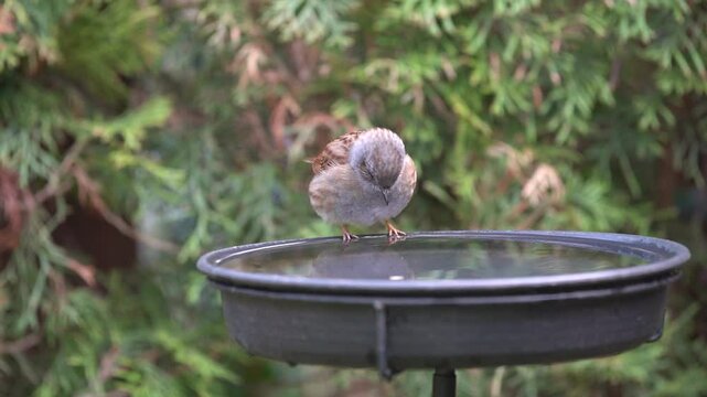 dunnock at the birdbath