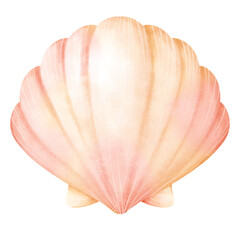 Watercolor Illustration of a Seashell